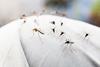 An image showing a group of mosquitos