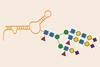 An image showing RNA