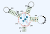 An image showing the NiCo riboswitch